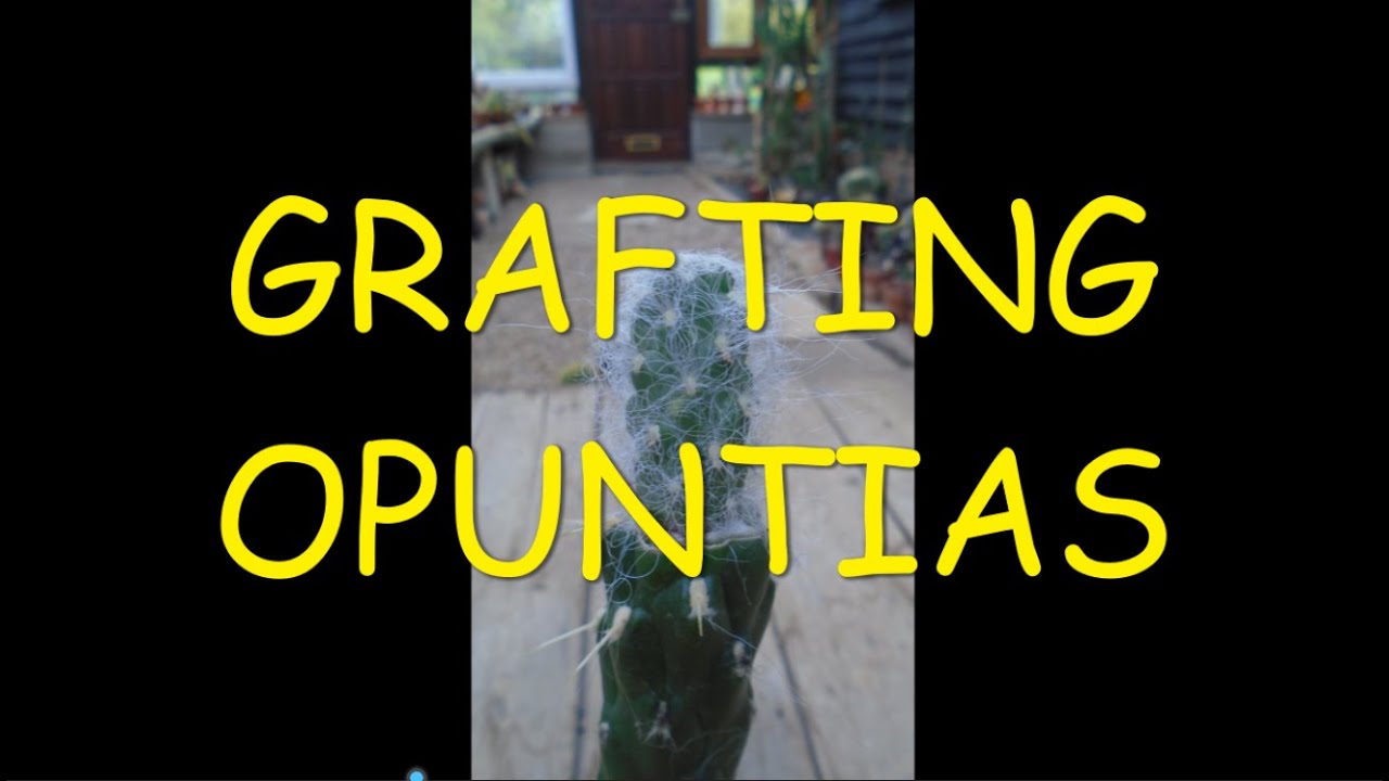Grafting Opuntia 🌵🌵🌵#grafting #graftingcactus