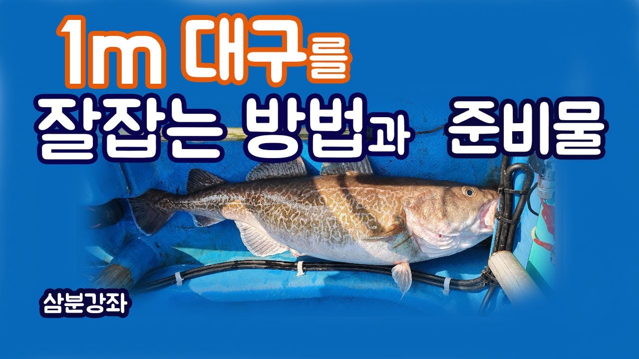 대구 낚시 1m 이상 큰 사이즈 잘 잡는 방법과 준비물은? 강원도 동해 /삼분선생