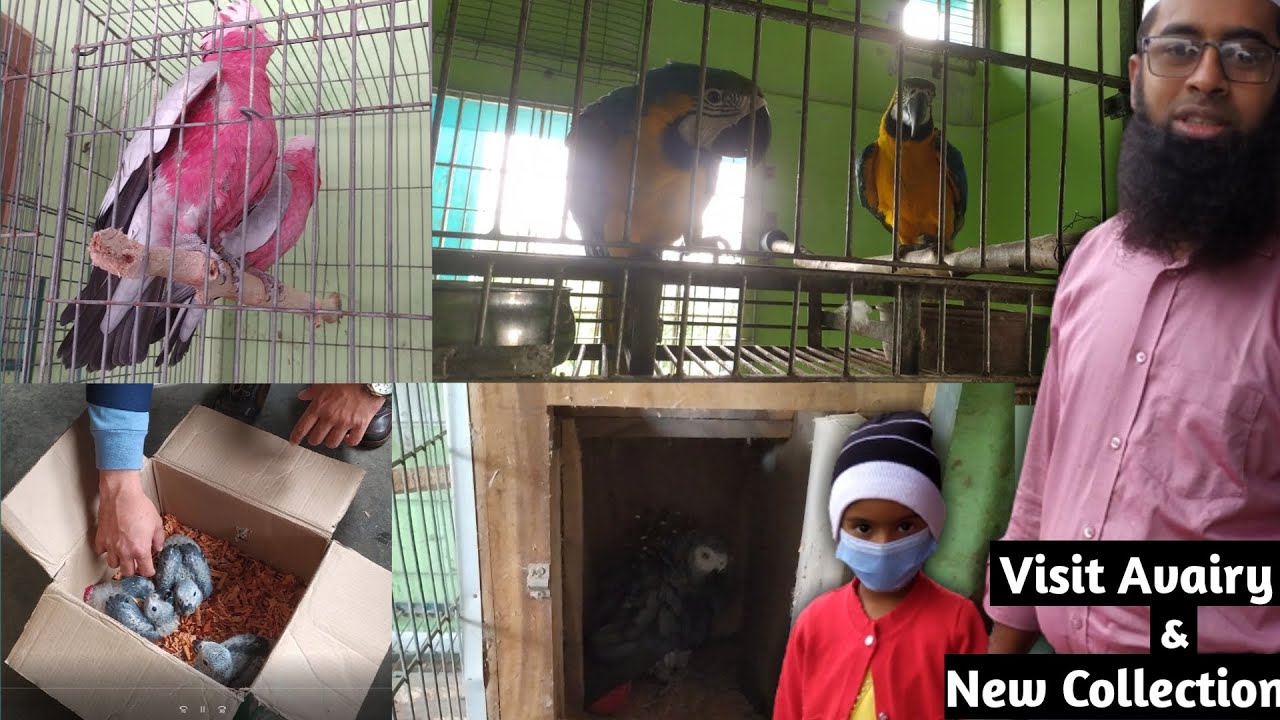 Exotic Birds Farm Visit Macaw, Galah Cockatoos, African Gray Parrot/And New Collection birds