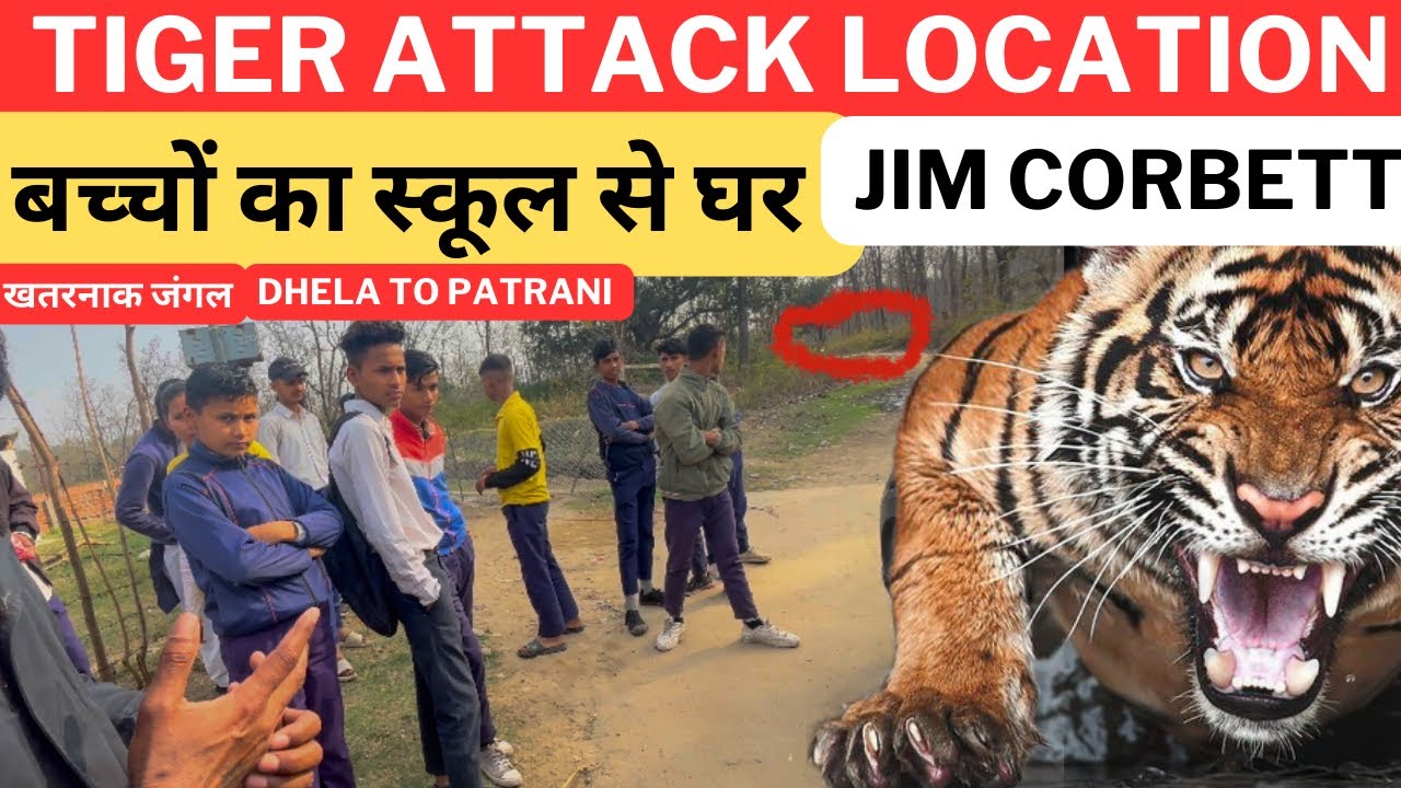 TIGER ATTACK LOCATION ‼️ बच्चों का स्कूल से घर  | Jim Corbett National Park | Dhela To Patrani