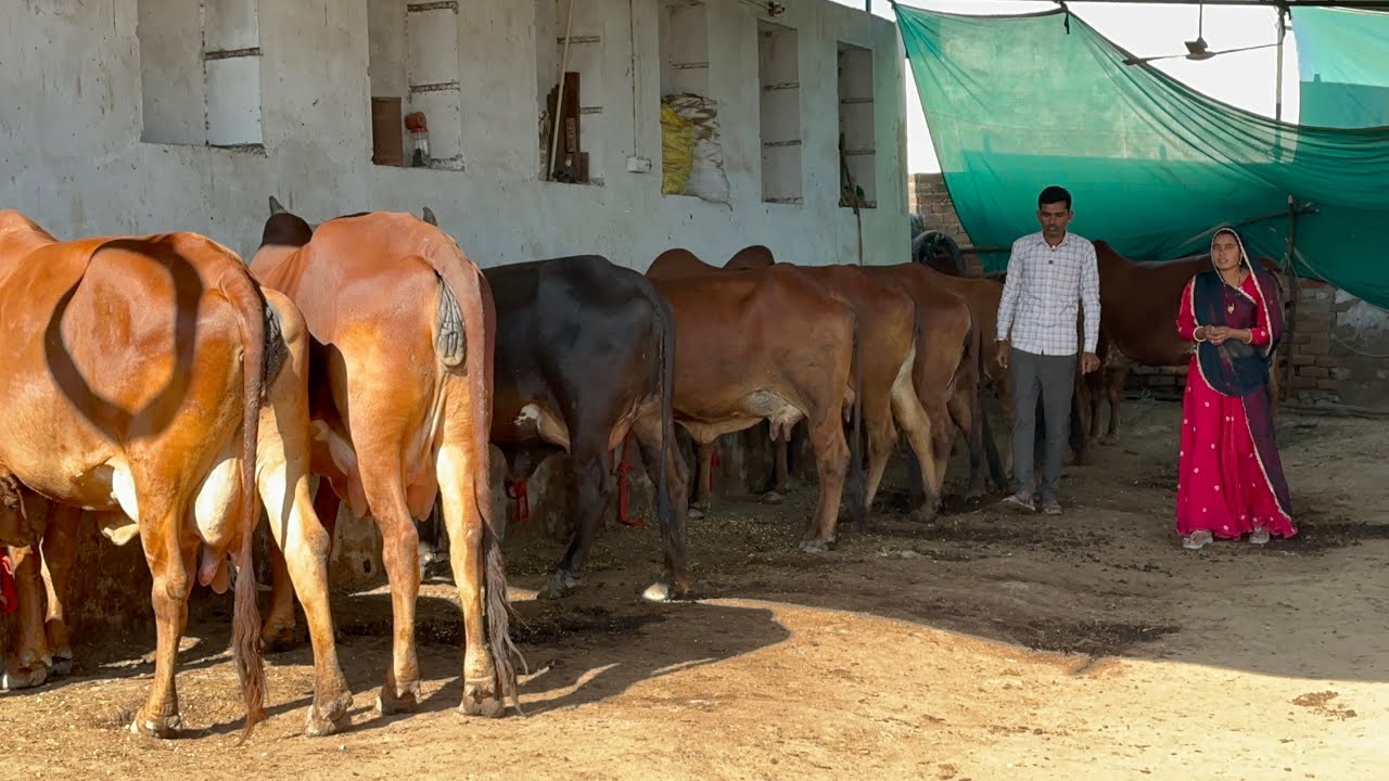 50 हजार से 1 लाख 25 हजार की सबसे सस्ती राजस्थान की गिर गाय  खरीदें 10 लीटर 16 लीटर दूध देने वाली 
