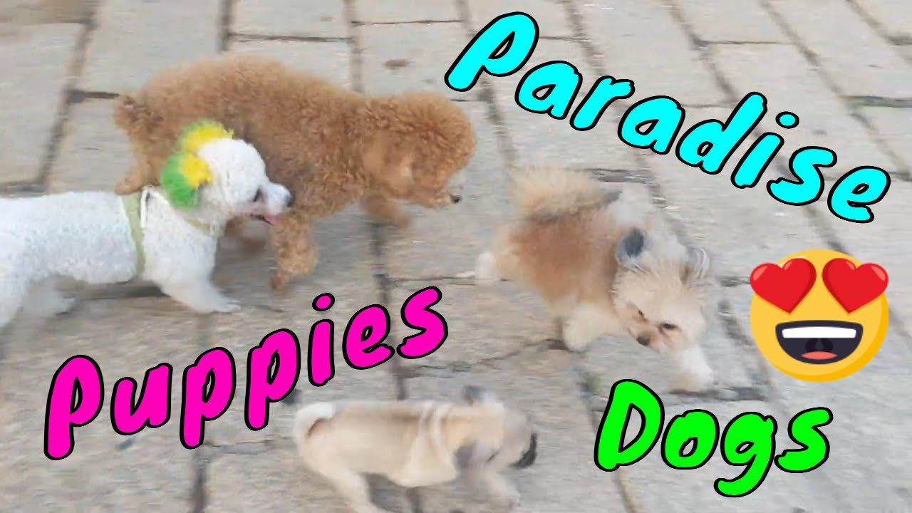 Yeah This Place is Dogs and Puppies's Paradise 2 | Viral Dog Puppy