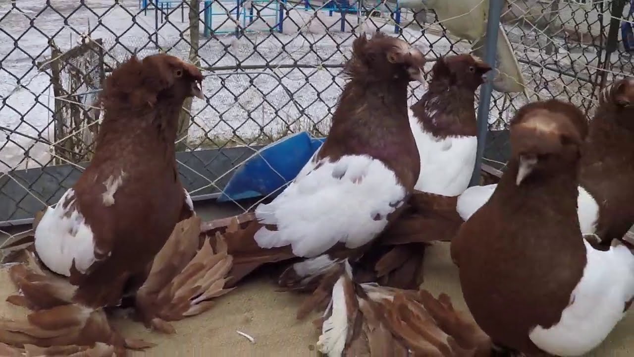 Любителям декоративных голубей. ЯКОБИНЫ И БАРАБАНЩИКИ.2 Ч.