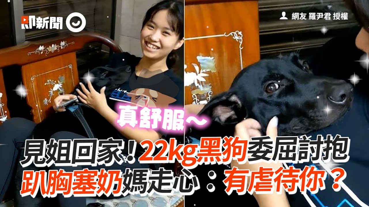 見姐回家！22kg黑狗委屈討抱　趴胸塞奶媽走心：有虐待你？│寵物│狗狗│