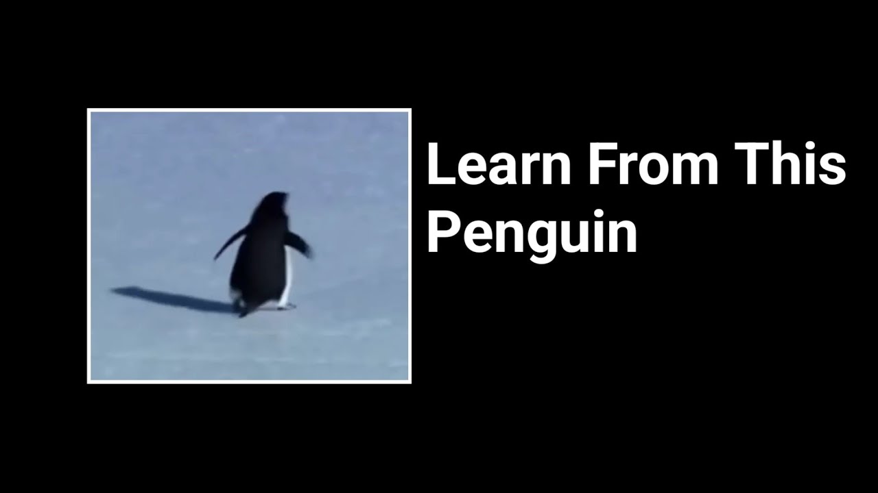 A 3-Minute Lesson From a Penguin