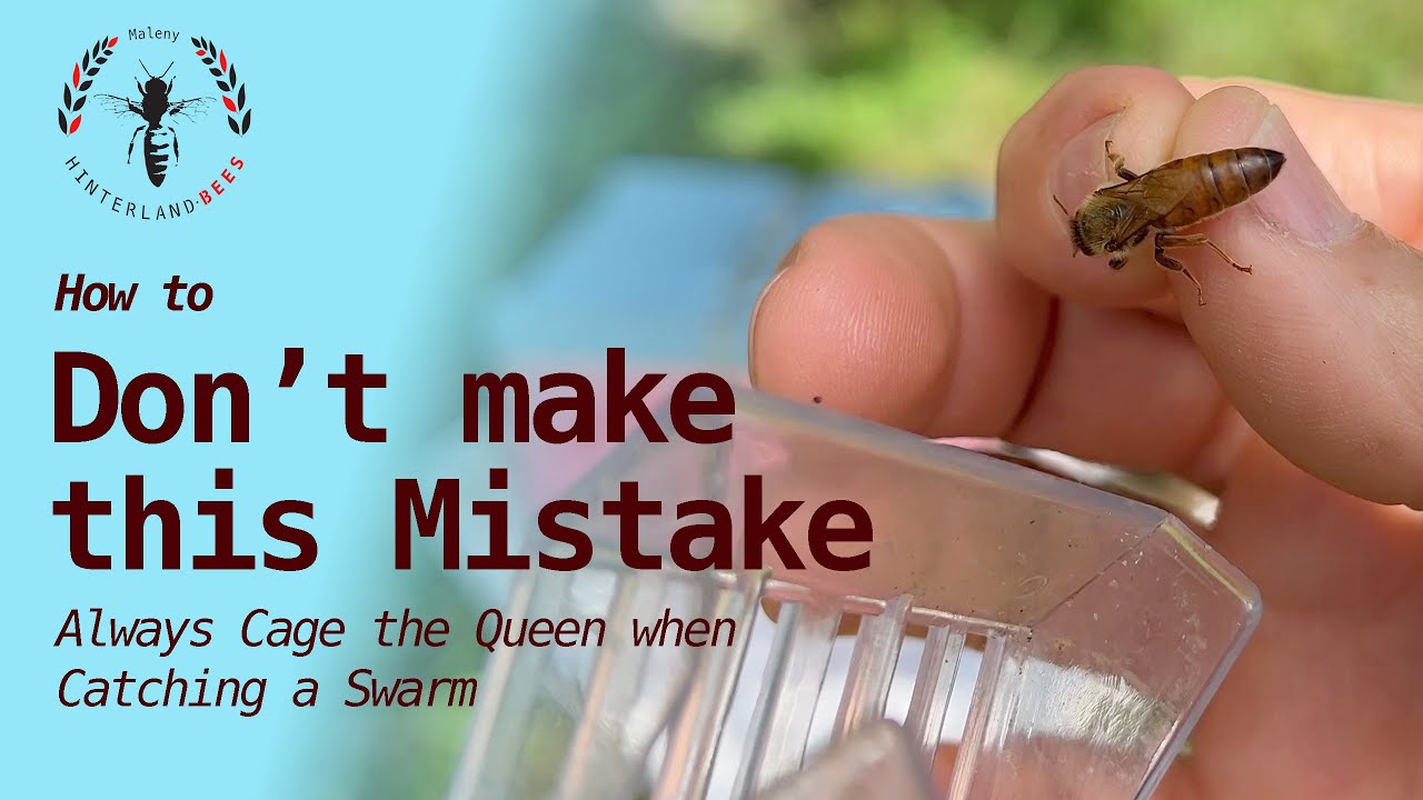 The Huge Risk of Not Caging the Queen
