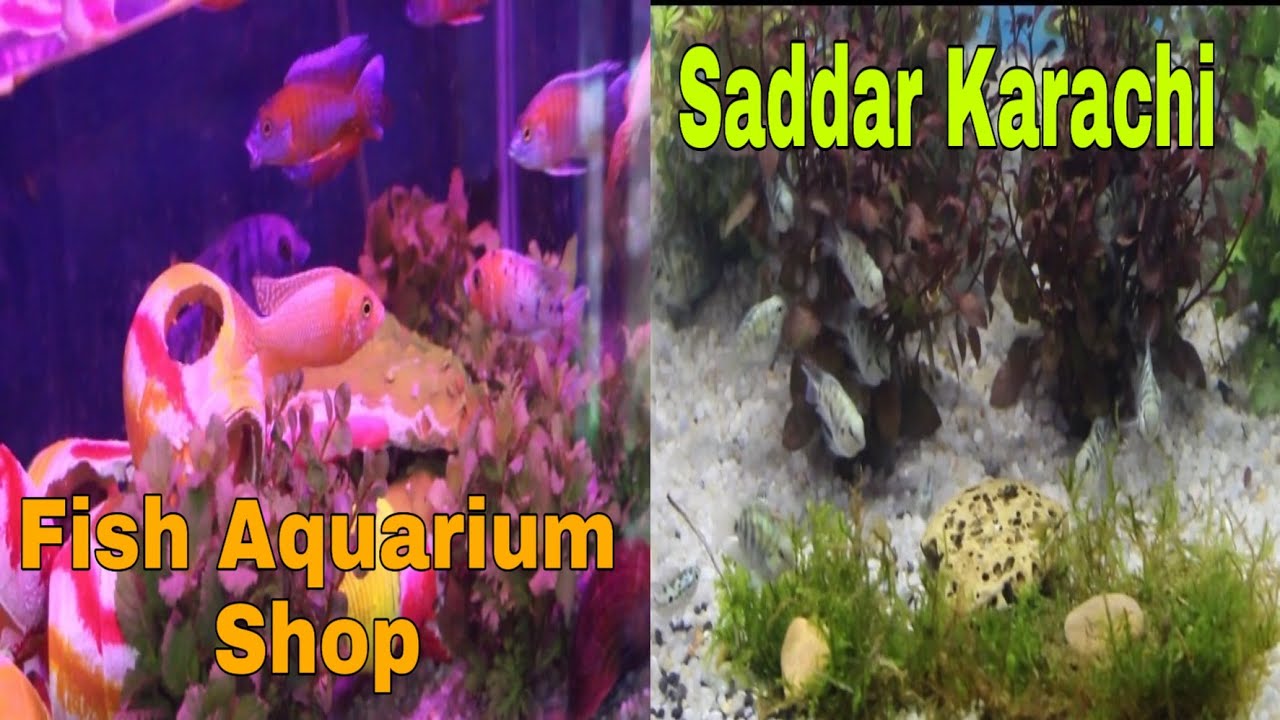 Fish Aquarium Shop At Saddar Whole Sale Shop Near Passport Office Karachi Urdu/Hindi ...