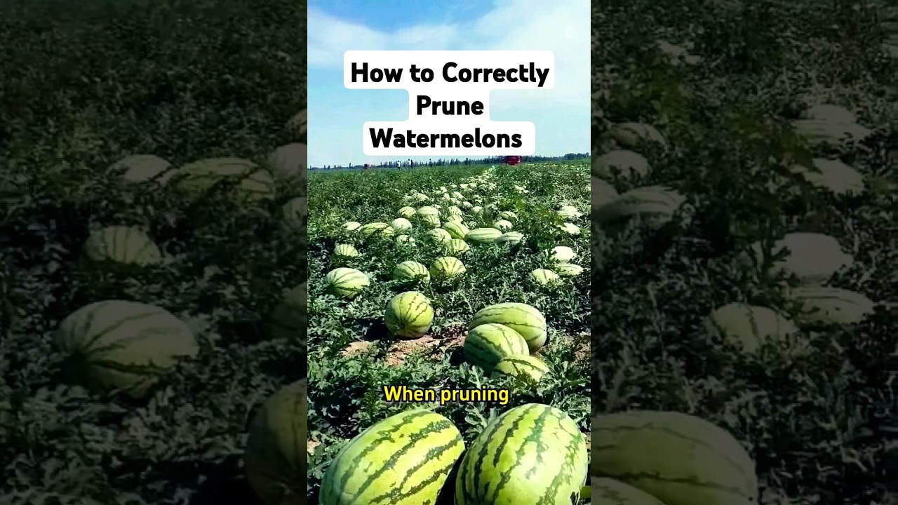 How to Correctly Prune Watermelons 🍉 #watermelon #pruning #plants #viralvideo