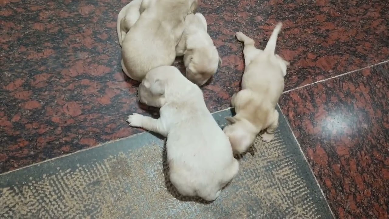 Golden Retriever Puppy #Day4 #goldenretriever #puppy #newborn #trending #puppyplaying 