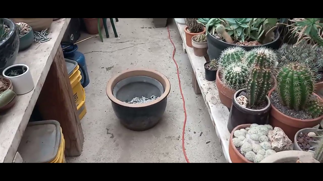 The Vortex Is Back!! 🌵🥶😕