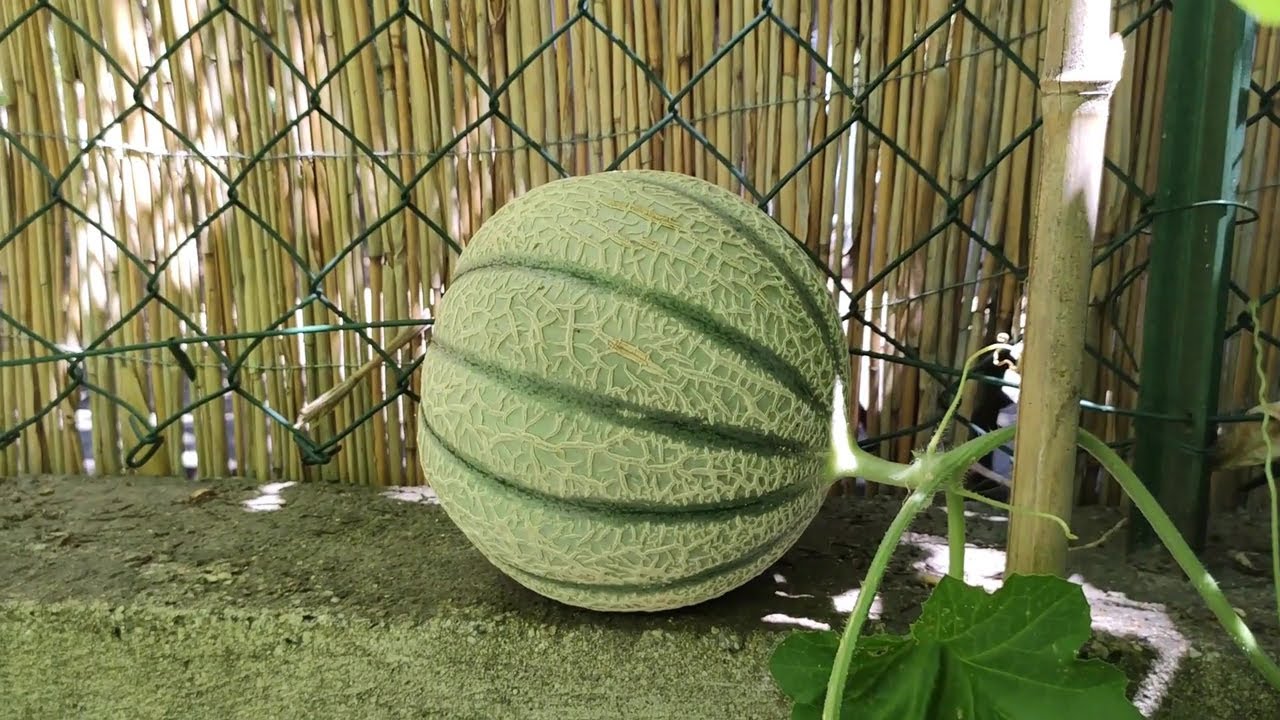 Micro jardin urbain en milieu m&eacute;diterran&eacute;en / Potager &agrave; la vertical / Tournesol et Melon G&eacute;ant
