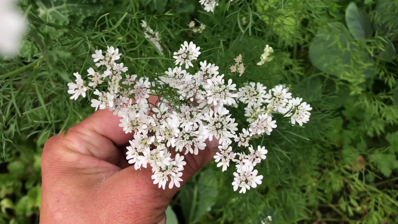 Koriander odla koriander och f&aring; goda korianderplantor och vad g&ouml;r man n&auml;r koriandern g&aring;r i blom