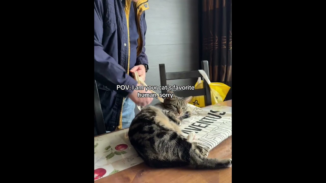 #viralvideo #catfunny #shortvideo #catvideos #huisdieren 