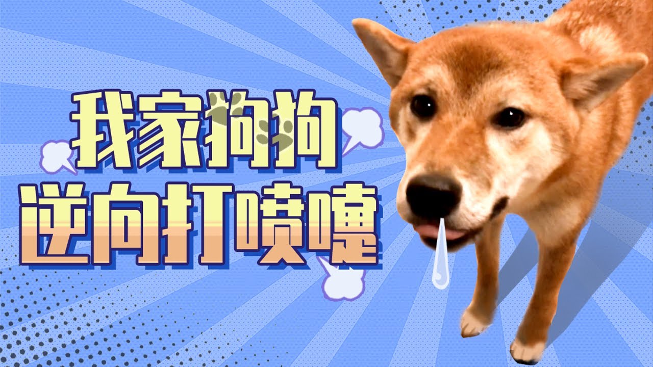 狗狗突然窒息！逆向打噴嚏？你家狗狗也出現這種情況嗎？
