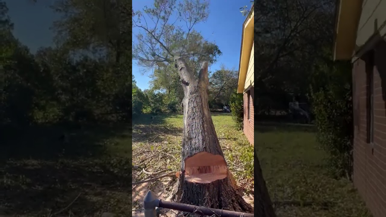 Too easy 🏆 #treeservice #treeremoval