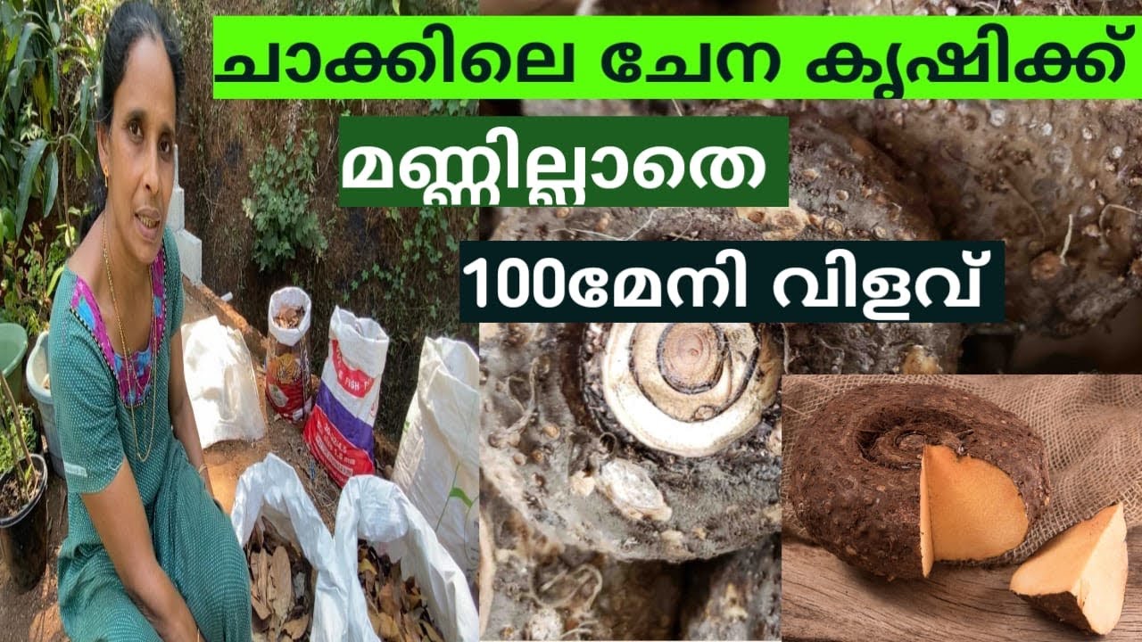 മണ്ണില്ലാതെ ചാക്കിലെ ചേന കൃഷി 100 മേനി വിളവ് ഉണ്ടാക്കാം | Elephant Foot Yam Cultivation |