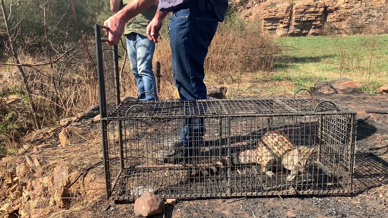 Relocation of a large spotted Genet