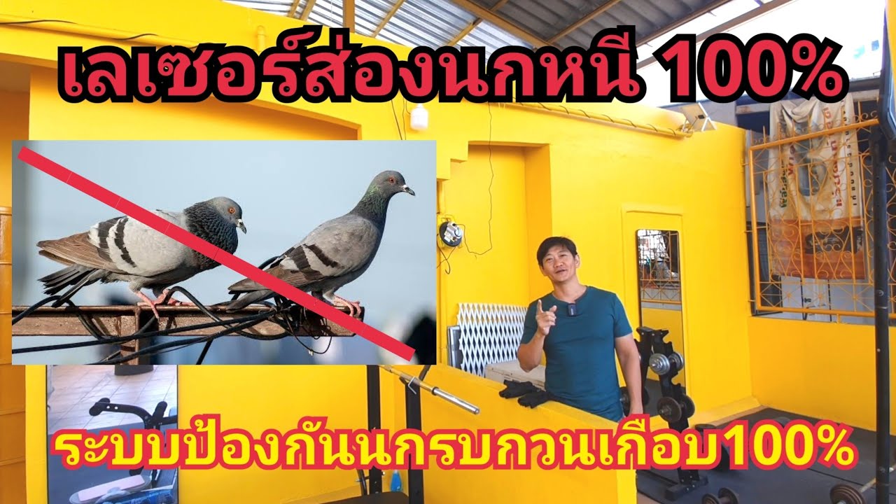 เลเซอร์กันนก100% ป้องกันนกเกือบ100% bird protector