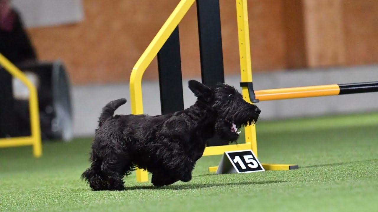 Scottie Islay in the Finals of the Qualifications for FCI Agility World Championships 2022