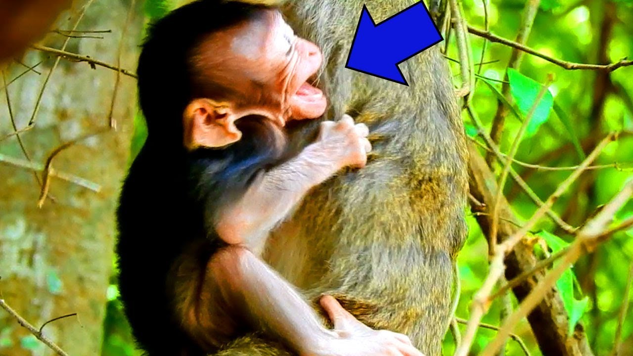 Part1 OMG!!! Little Monkey Kidnapping Baby Justino !!  Baby Justino Cry Loudly| So Pity Baby Justino