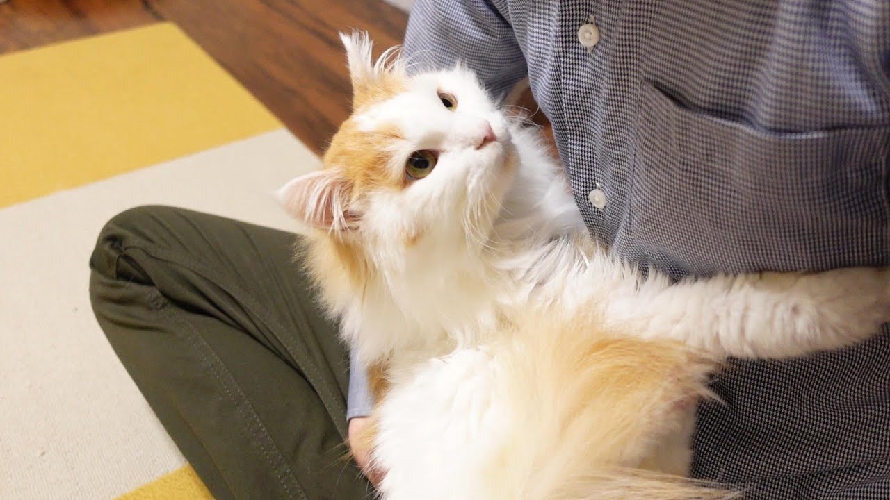 なんども飼い主の膝上に登ってはぎゅっとしてくるノルウェージャンフォレストキャット