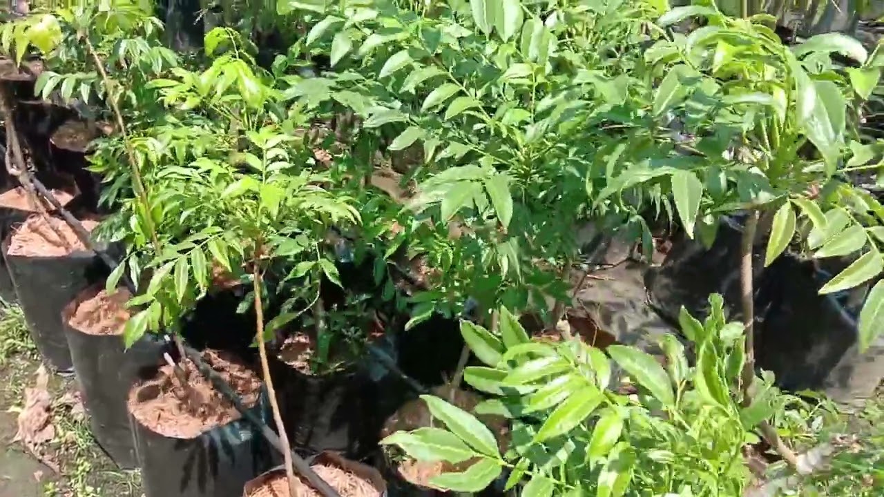 Spondias cytherea, Ambazham sweet, June plum or Golden apple Fruit tree saplings