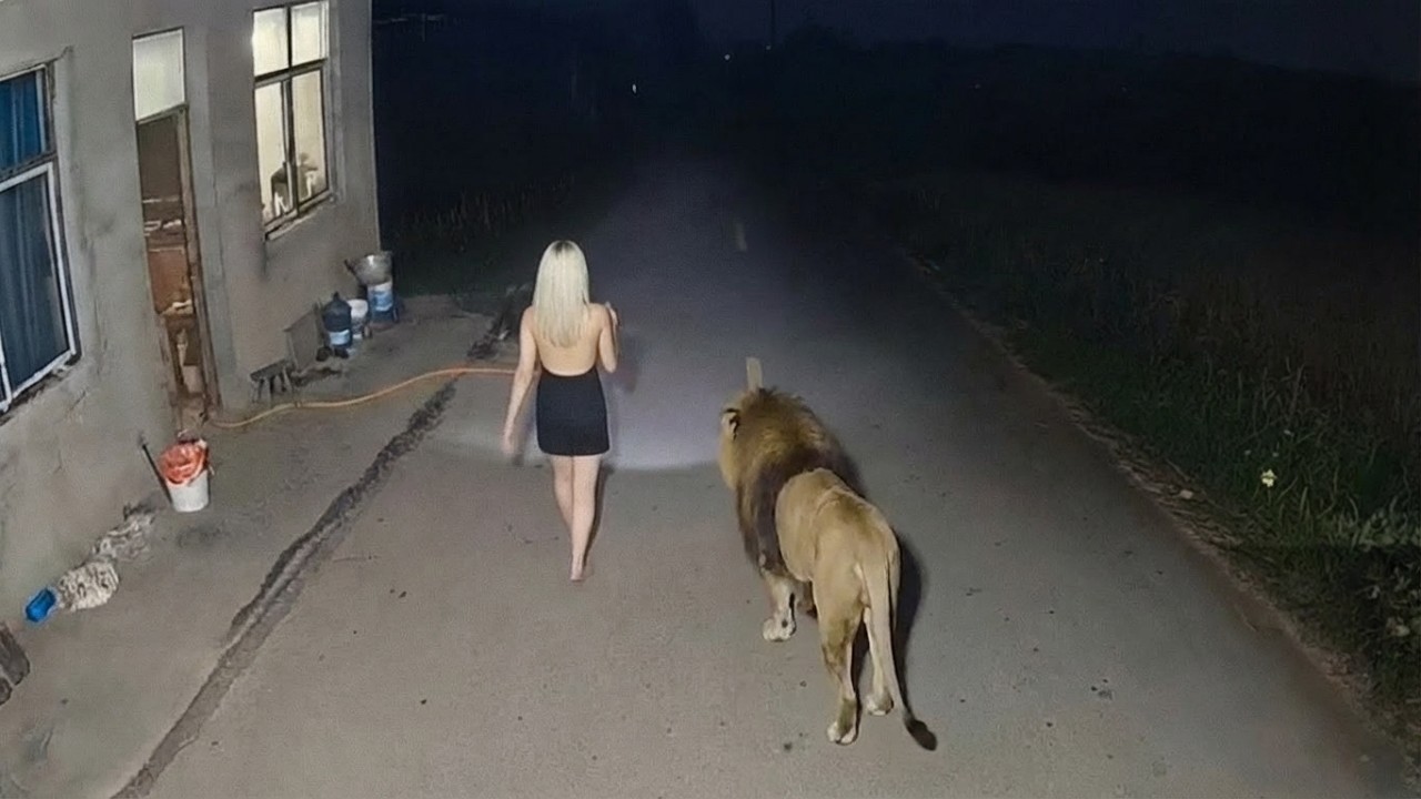 Momentos Tensos da Vida Selvagem Capturados por C&acirc;meras