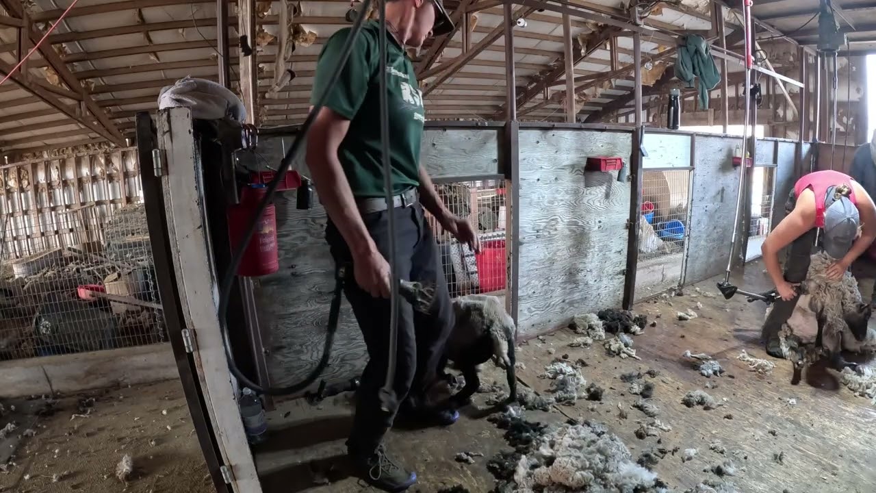 Shearing more than Half a Thousand Shetland Sheep!