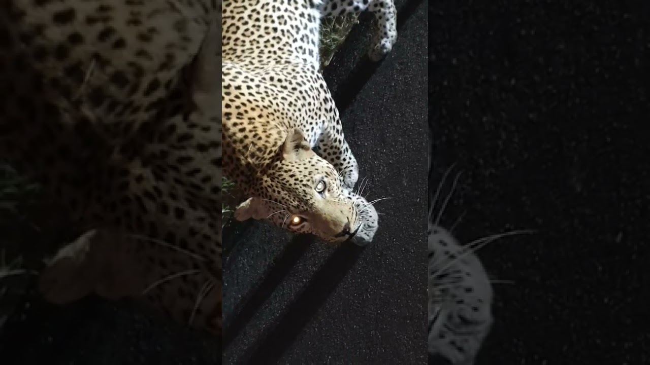 panthera pardus (leopard) tries to attack me  😫