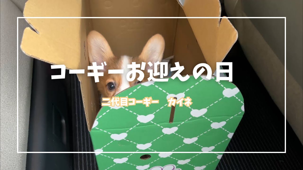 【コーギー】カイネの記録　『お迎え』子犬コーギー
