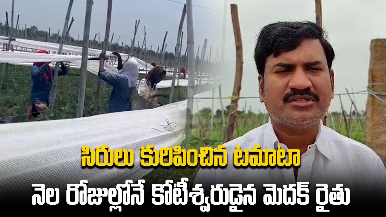 A Farmer Became Millionaire by Selling Tomatoes in Medak District | Samayam Telugu