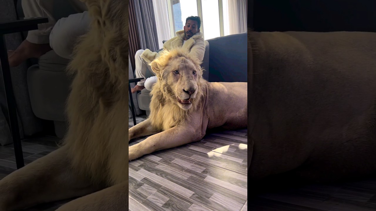 Humaid prince Dubai with Simba 🦁🔥 #lion #didin_clash #dubai