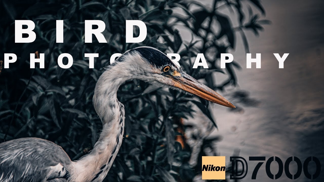 BIRD PHOTOGRAPHY WITH THE D7000 (Using The 18-300mm)