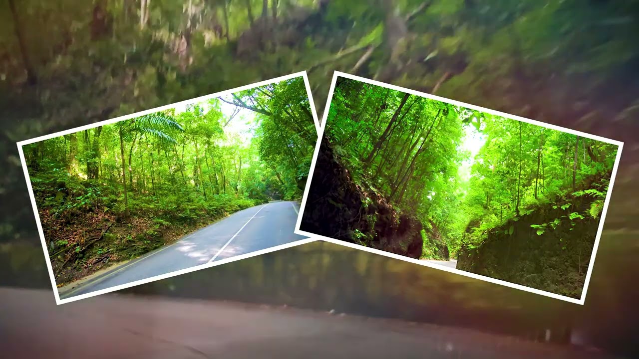 FINDING PEACE IN JAMAICA | THE SACRED BEAUTY OF FERN GULLY
