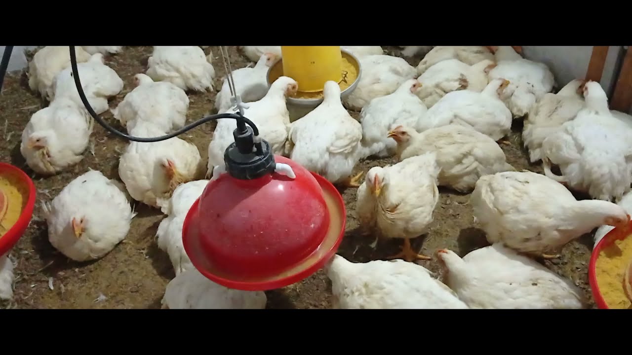 Emprendimiento con 100 pollos de engorde Cobb 500