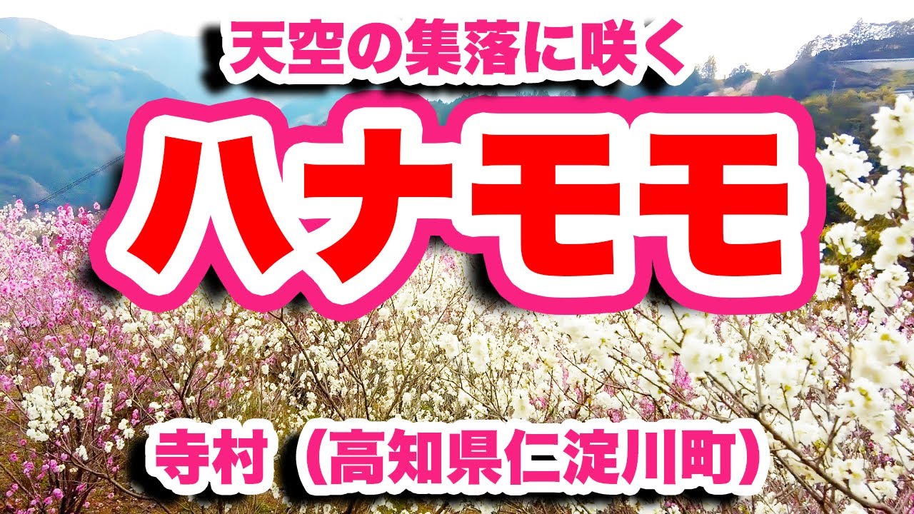 花の里/高知県仁淀川町【4K】満開のハナモモが日本一の清流仁淀川を背景に映える