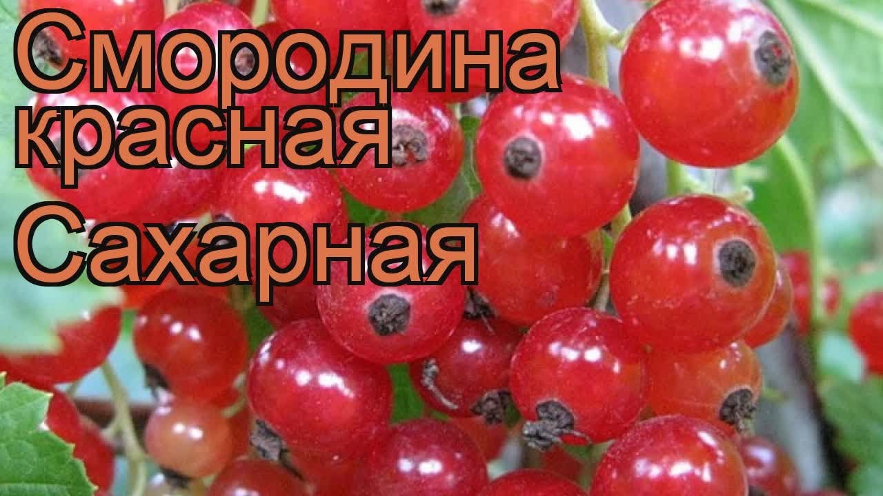 Смородина красная Сахарная (ribes rubrum saharnaia) 🌿 обзор: как сажать, саженцы смородины Сахарная