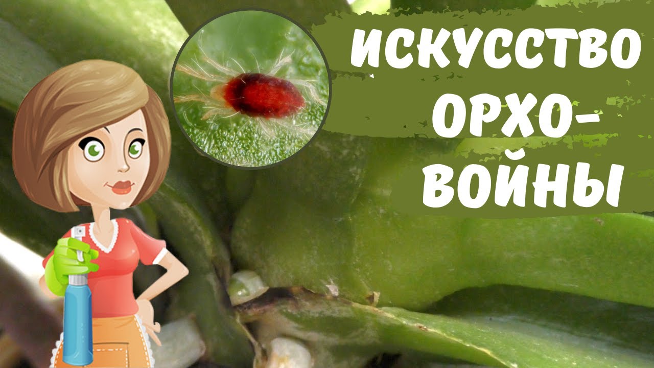 КАК СПАСТИ ОРХИДЕЮ ОТ КЛЕЩА