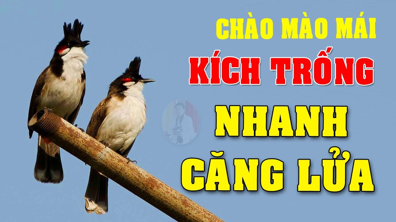Chào mào mái hót kích trống #chaomaomai