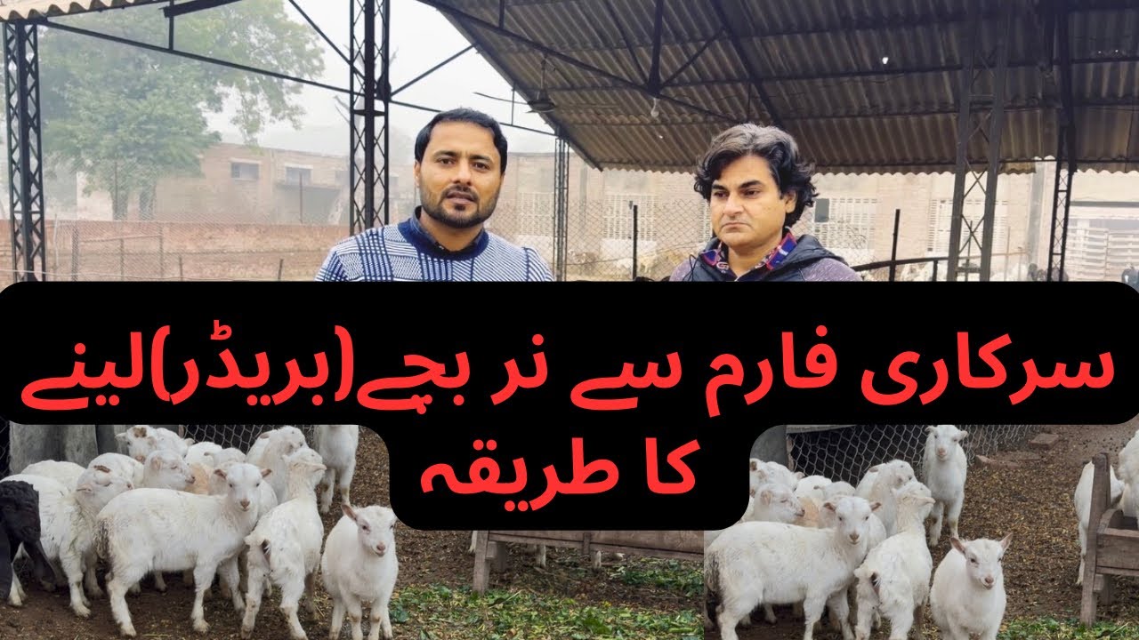 How to Purchase Animals From Govt Farm