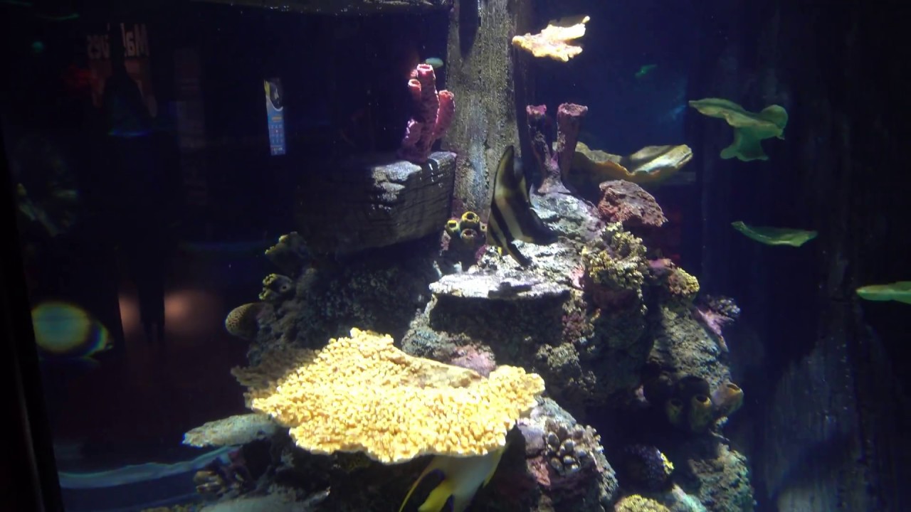Sea Life Porto 4K