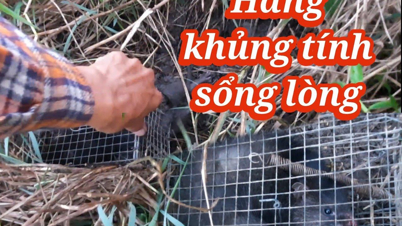 Điểm mới hàng khủng vô nx trong nx ngoài Hòa Nguyễn chuột đồng 