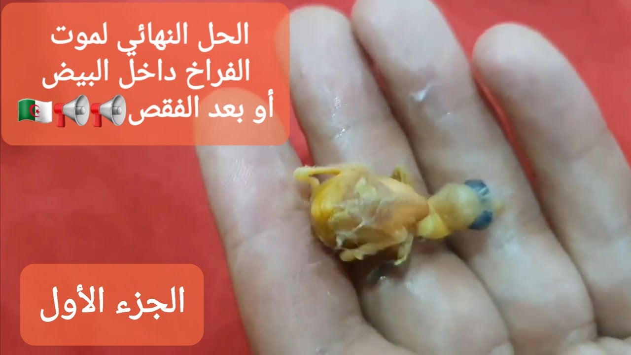 مشكل موت الفراخ داخل البيض أو بعد الفقص..وشرح طرق تفاديه(الجزء الأول)مع#سامي_محيوس