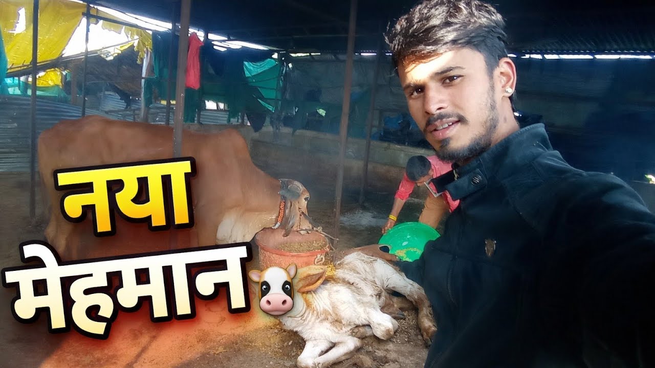 घर में आया नया मेहमान 🐮