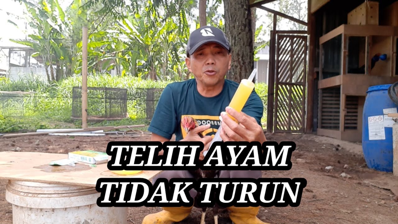 Cara jitu mengobati telih atau tembolok ayam yg tidak turun
