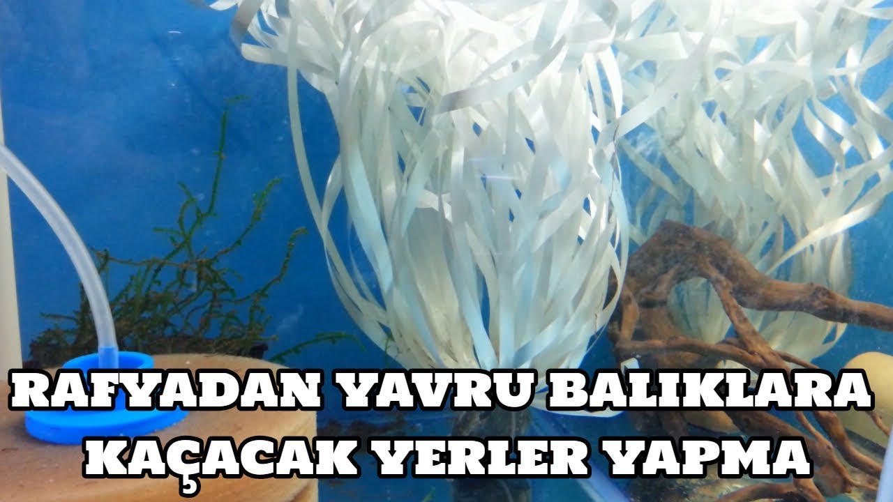 Rafyadan Yavru Balıklara Kaçacak Yerler Yapma