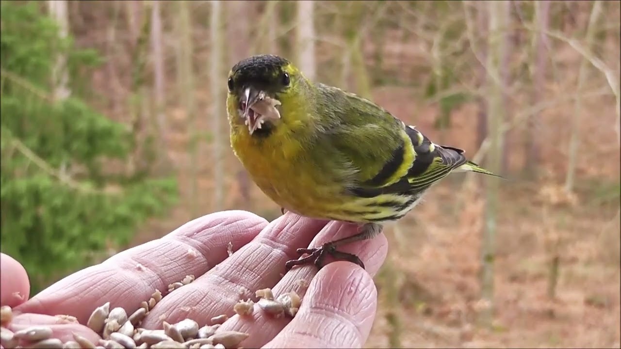 El Lúgano  El pájaro más manso de la Tierra