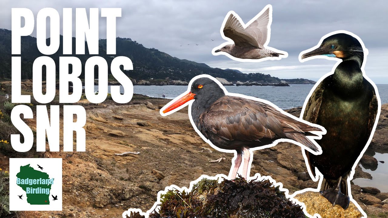 EPIC Birding Along the Pacific Coast at Point Lobos State Natural Reserve!