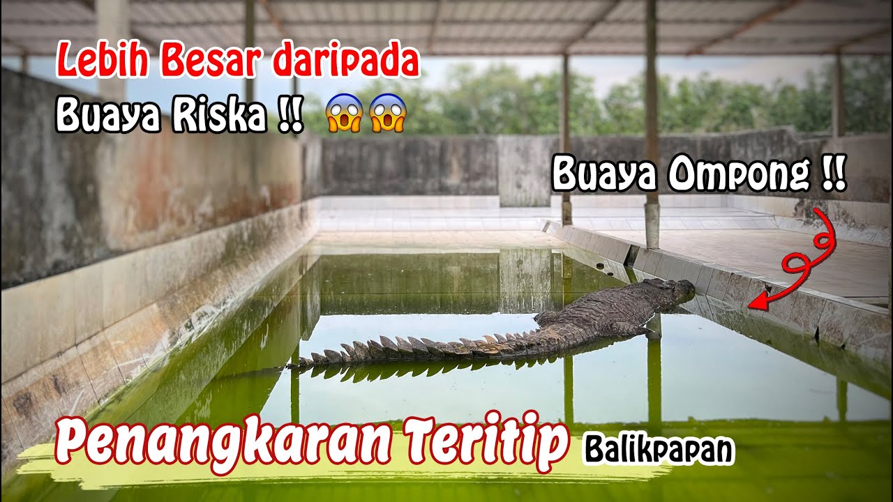Penangkaran Buaya Teritip Balikpapan | Ada BUAYA RISKA & BUAYA OMPONG di sini 😱