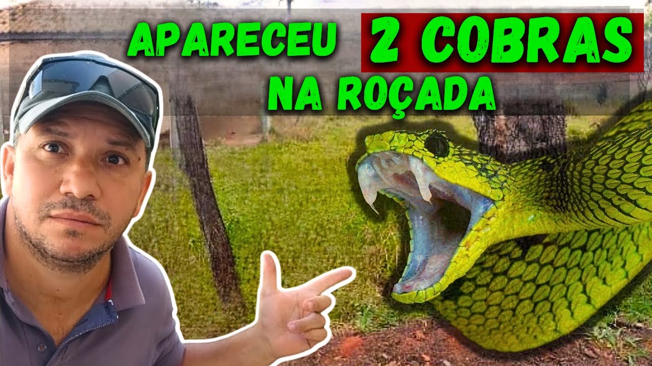 Como Evitar Picada de Cobra - ROÇANDO MATO ALTO | Dicas Importantes